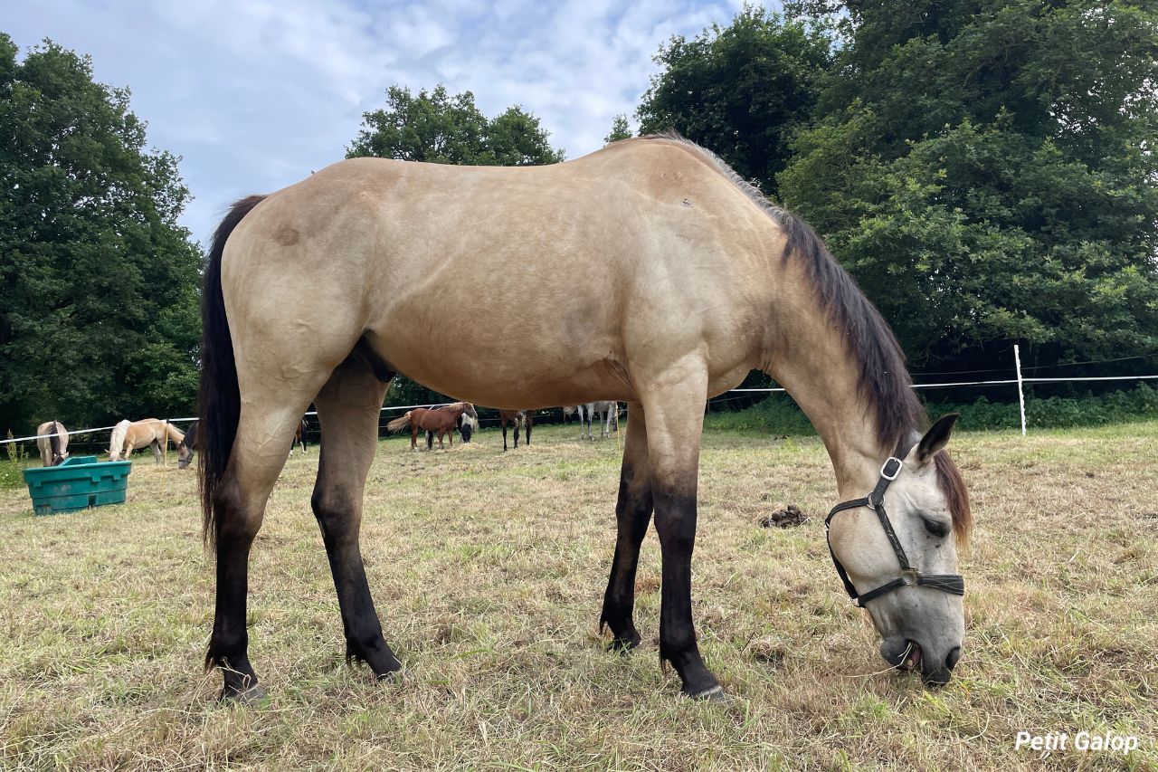 Caballos en los prados de La Lastra, Valle de Mena